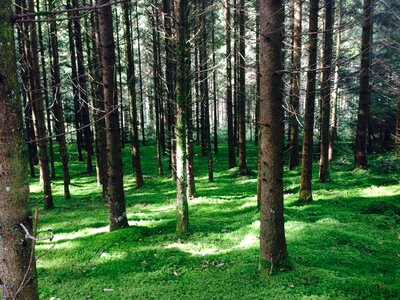 Green coniferous forest forest floor photo