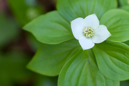 Bunchberry growing at Nulhegan Basin Division
