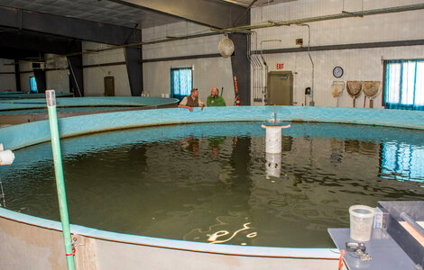 Broodstock tank in Sturgeon Building-1