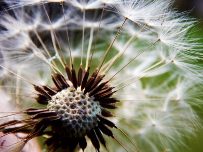 Macro fluff spring