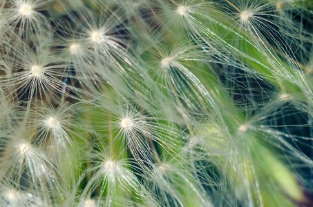 Blossom dandelion dark green photo