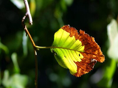 Leaf park tree