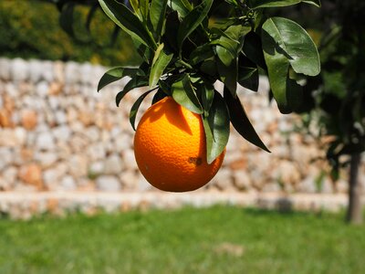 Agriculture biology citrus