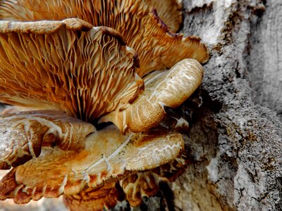 Fungus vegetable mushroom photo