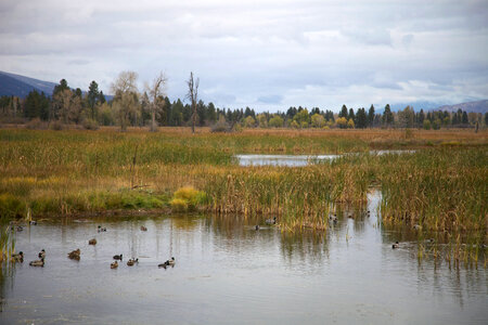 Waterfowl and wetlands photo