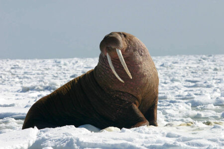 Pacific walrus bull photo