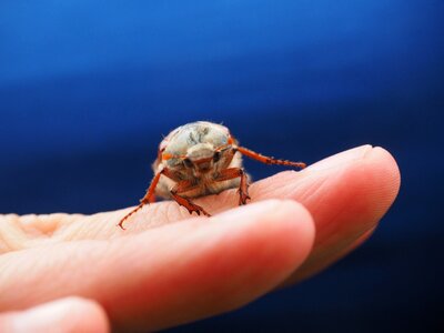 Insect krabbeltier creature photo