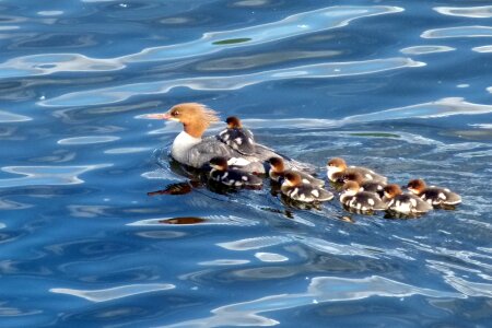 Waterbirds canim lake british columbia