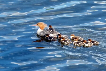 Waterbirds canim lake british columbia photo