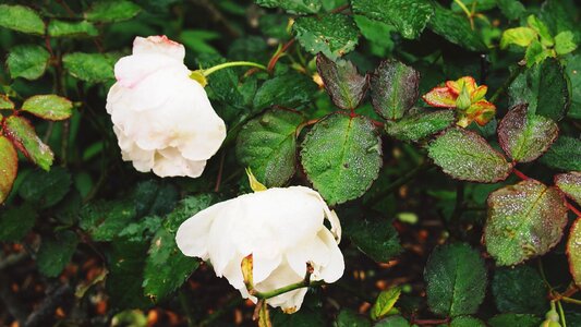 Beautiful Flowers blooming blossom