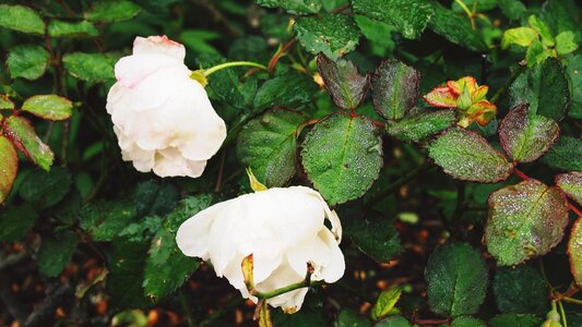 Beautiful Flowers blooming blossom photo