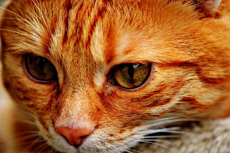 Mackerel tiger sweet