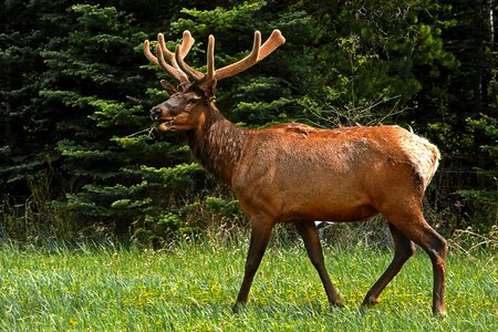 Antlers mammal rut photo