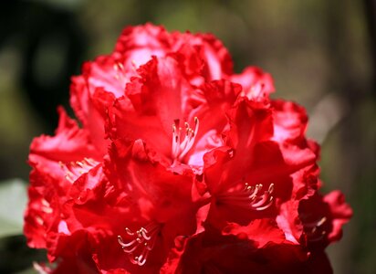 Beautiful Flowers bloom blooming photo