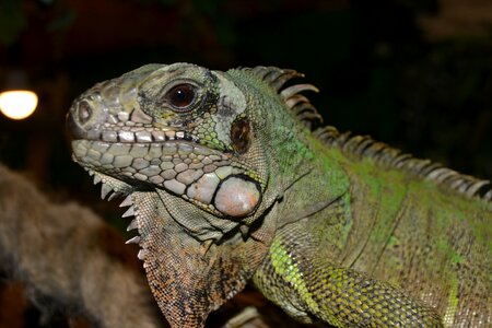 Lizard close up green