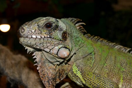 Lizard close up green photo