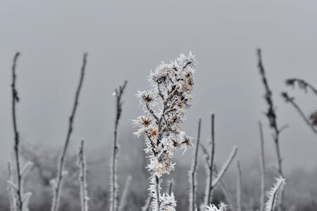 Cold fog frost photo