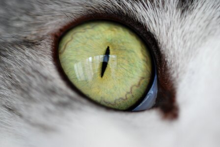 Iris up mackerel cat