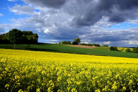 Agriculture beautiful photo Brassicaceae photo