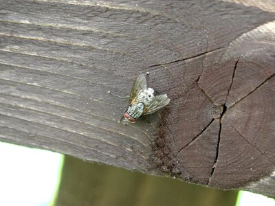 Action bug photo