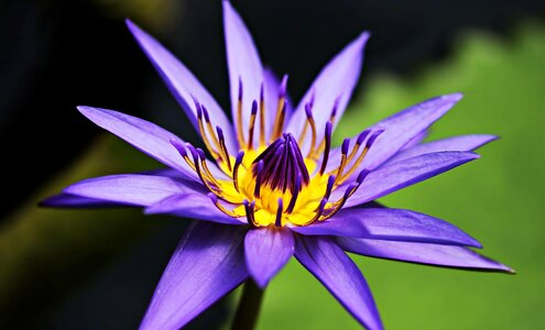 Aquatic beautiful flowers beautiful photo