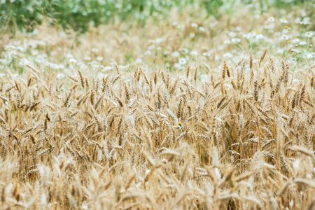 Arable agriculture harvest photo