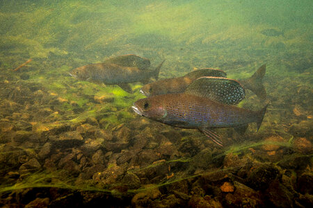 Arctic grayling-1 photo