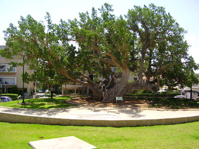 The old Sycamore tree in Netanya, Israel photo