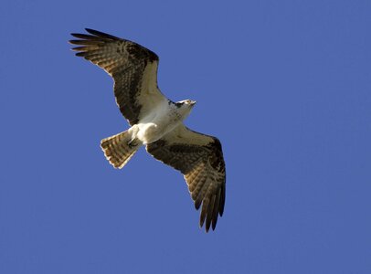 Bird flight osprey photo