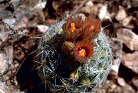 Blossom cactus corncob