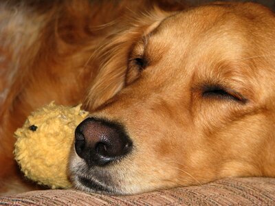 Affection brown sleep brown sleeping photo