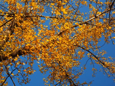 Leaves autumn golden autumn photo