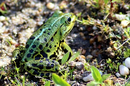 Amphibian animal camouflage photo