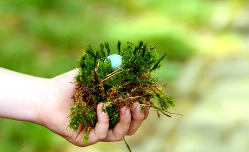 Egg hand lichen