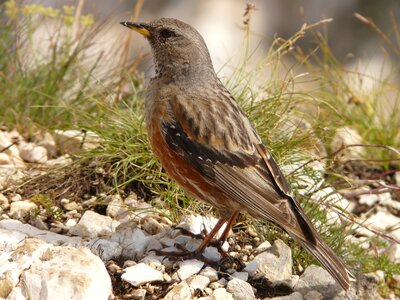 Nature fauna alpine accentor