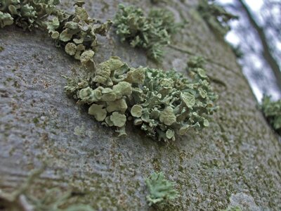 Moss algae mushroom photo