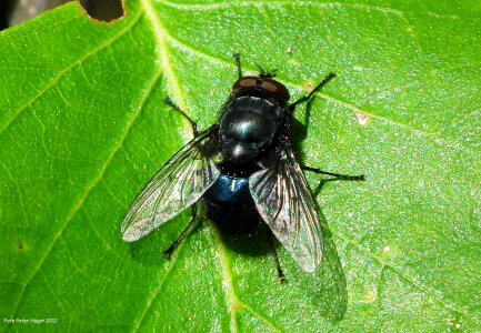 Pest fauna antenna