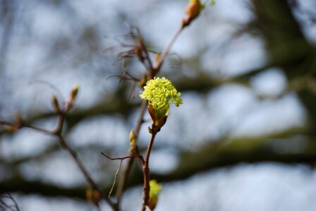 Bloom spring close up photo