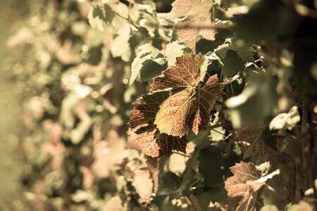 Red vine leaves vines