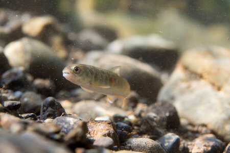 Juvenile Dolly Varden