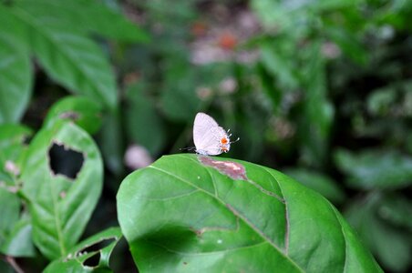 Butterfly green greenery photo