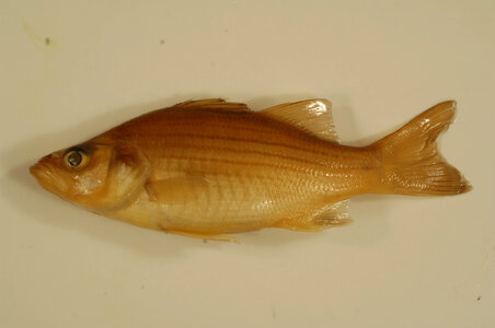 Morone chrysops-1