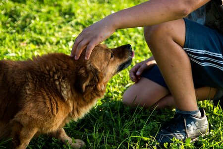 Animal canine carnivore