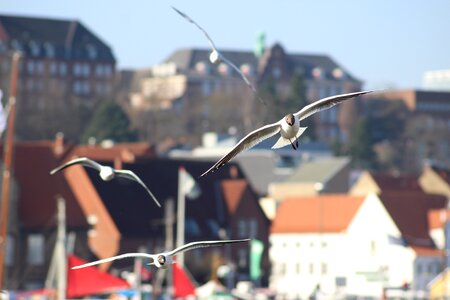 Bird sea flensburg harbor
