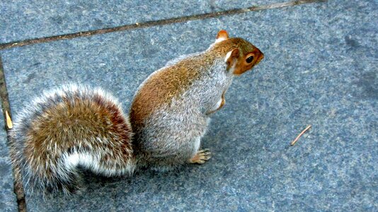 Cute nager squirrel photo