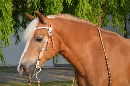 Horse head pferdeportait pet photo