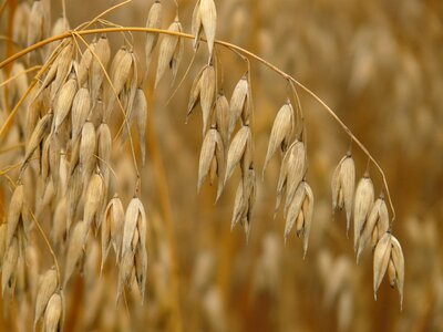 Grain agriculture herbaceous plant