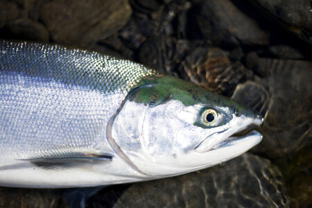 Sockeye salmon-1