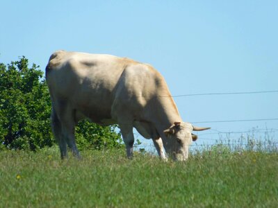 Agriculture animal bovine photo