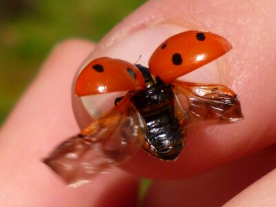 Ladybug red flight photo